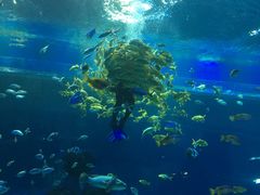 -华夏文旅海洋公园