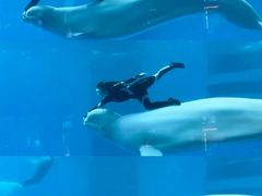 -海合安成都极地海洋公园