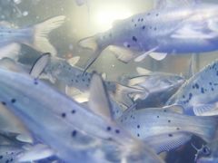 -石锅苗苗鱼(武汉首店)