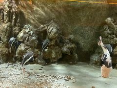 -东方巨龟苑景区