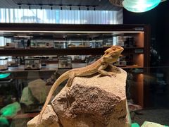 -帕帕拉兹宠物(亚洲旗舰店)