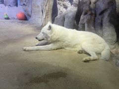 -芜湖新华联大白鲸海洋公园