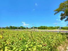 -西山漾湿地公园