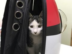 -艾贝尔宠物医院·24H转诊中心·肿瘤猫专科(江宁双龙店)
