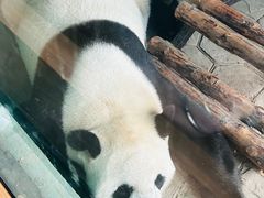 -沈阳森林动物园