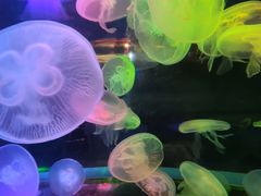 -太平洋海底世界