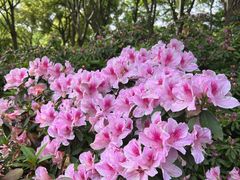 -上海滨江森林公园