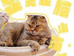 -安格丽娜·狗咖·猫咖羊驼咖(春熙路百盛商场店)