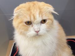 -喵园·猫主题咖啡厅·撸猫·猫咖(国贸店)