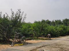 -白洋淀景区