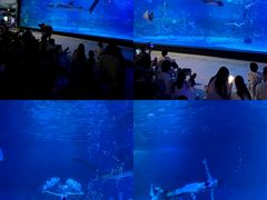 -烟台海昌鲸鲨海洋公园