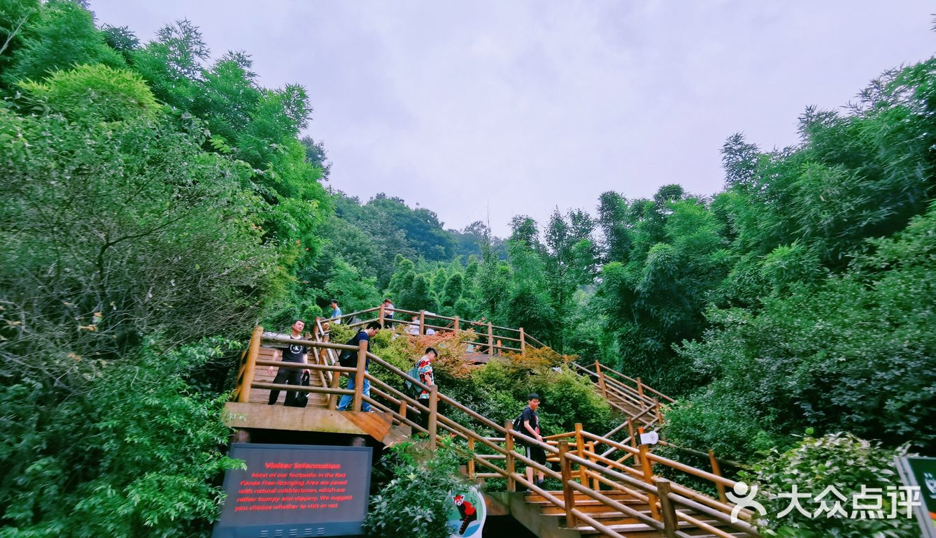 闯入熊猫🐼睡眠王国？[害羞]