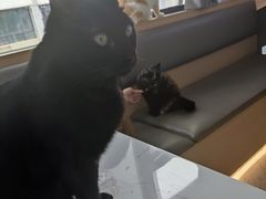 -喵园·猫主题咖啡厅·撸猫·猫咖(国贸店)