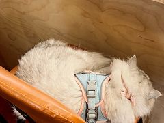 -Again Coffee Roaster(香蜜湖店)