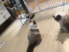 -藏猫猫咖啡主题馆(中央大道店)