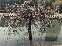 -白塘生态植物园