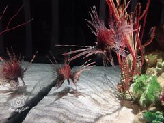 -暹罗海洋世界