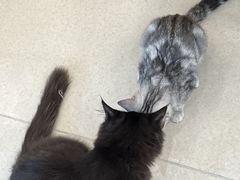 -共舞时光猫咖·狗咖(新街口店)