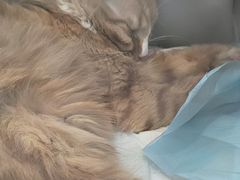 -圣宠动物医院·犬猫专科·影像中心·外科中心