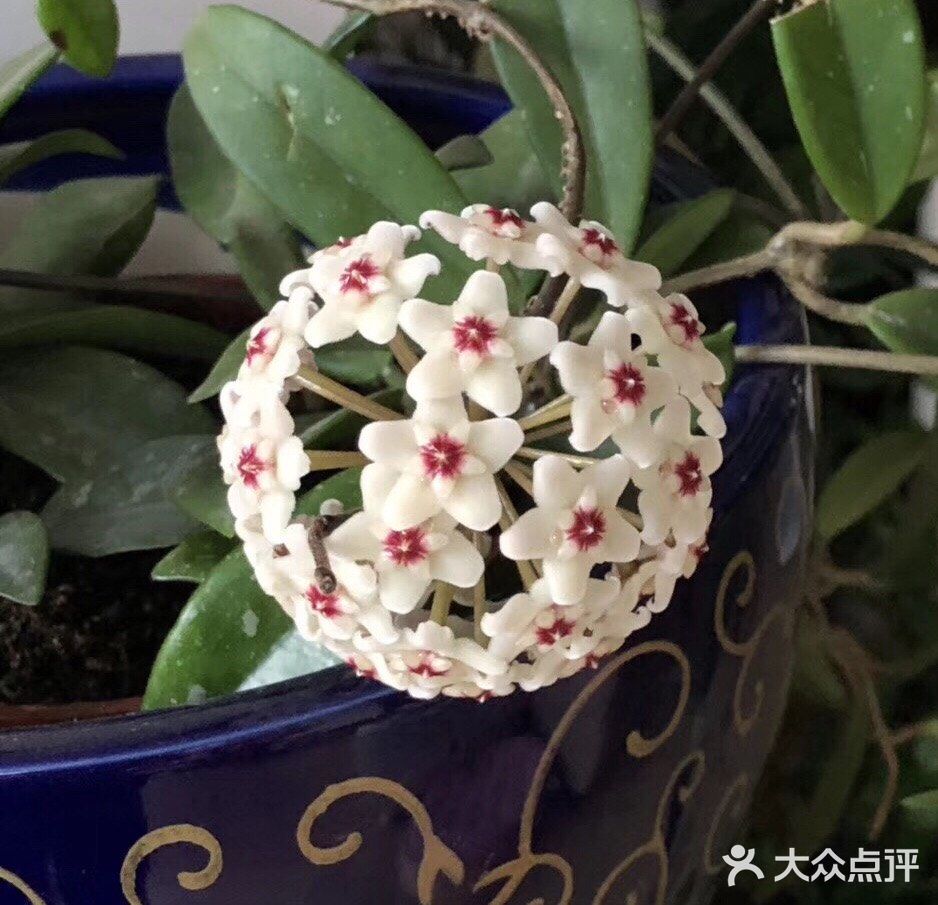 要在半阴条件下接受温暖充足的光照滋养，盆土不干不浇