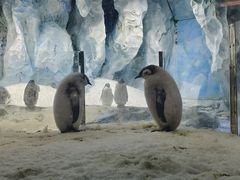 -帝企鹅自助餐厅•儿童岛•真企鹅(长隆企鹅酒店)