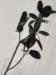 -HEYAN荷妍专业脱毛连锁机构