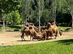 -北京野生动物园