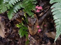 -杭州半山国家森林公园