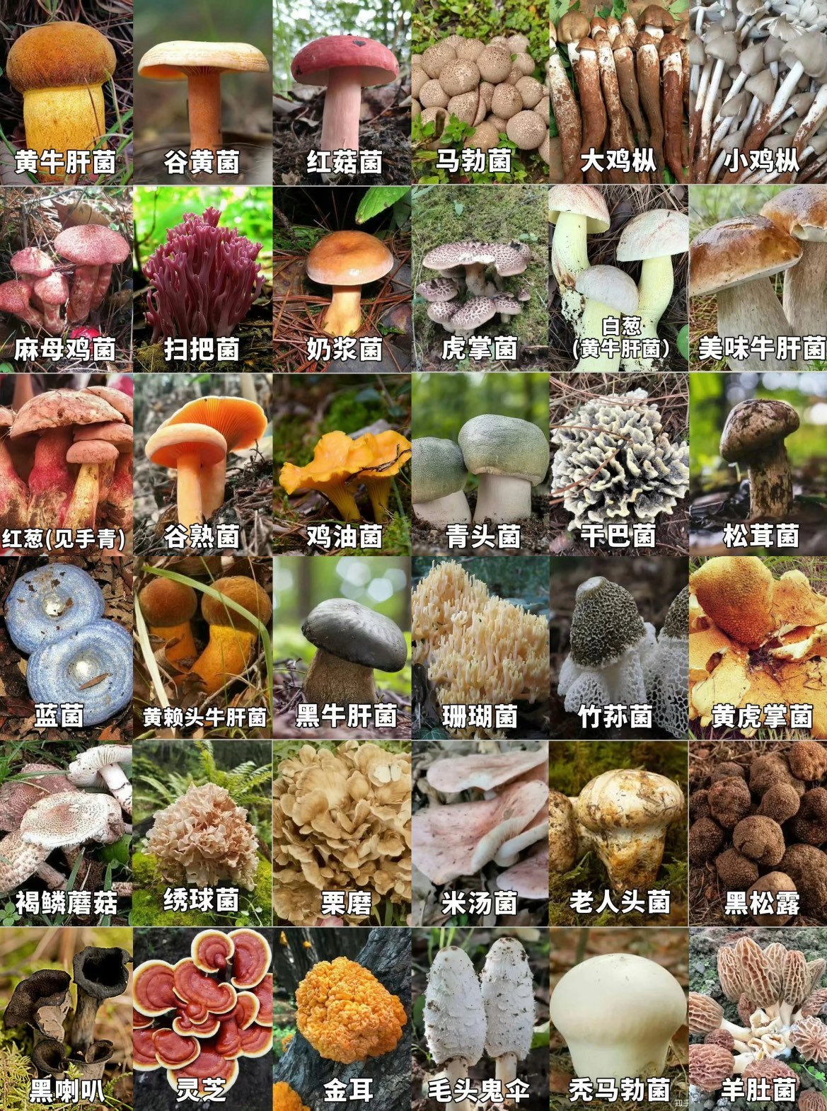 菌类大全名字 常吃图片