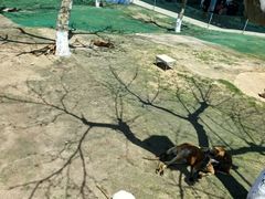 -西霞口神雕山野生动物世界