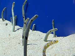 -上海海洋水族馆