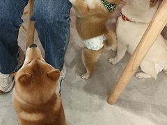 -柴犬小屋·柴餐厅·狗咖食堂(金鼎广场店)