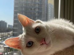-中农国际动物医院24小时·猫科·骨科·急重症中心