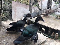 -南汇老顾农家乐采摘大团水蜜桃采摘店