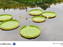 -荷塘月色湿地公园·向阳花洲