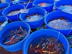 -中环花鸟鱼虫市场