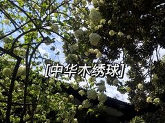 -何园
