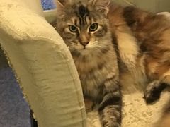 -猫色咖啡·猫咖