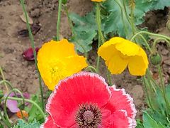 -国家植物园南园