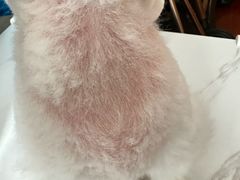 -爱侣宠医·鹦鹉专科·小型哺乳类·异宠专科(灵石路店)