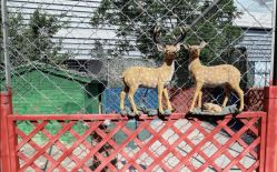 -萌宠亲子动物乐园(槐房万达店)