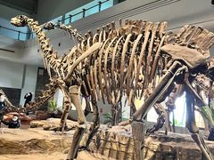 -自贡恐龙博物馆