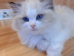 -猫十亿·布偶金渐层·曼基康矮脚猫舍(青年路店)