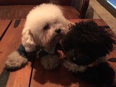 -百好乐宠物友好餐厅(朝外大街店)