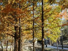 -白水寺森林公园