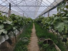 -马陆小张葡萄园农家乐