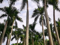 -中国科学院西双版纳热带植物园