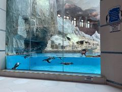 -帝企鹅自助餐厅•儿童岛•真企鹅(长隆企鹅酒店)