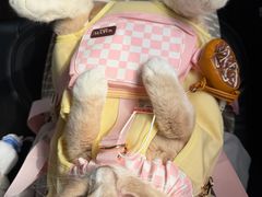 -宠颐生汉谟拉比宠物医院