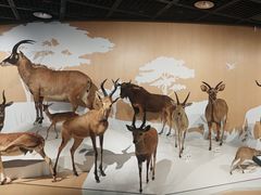 -陕西自然博物馆